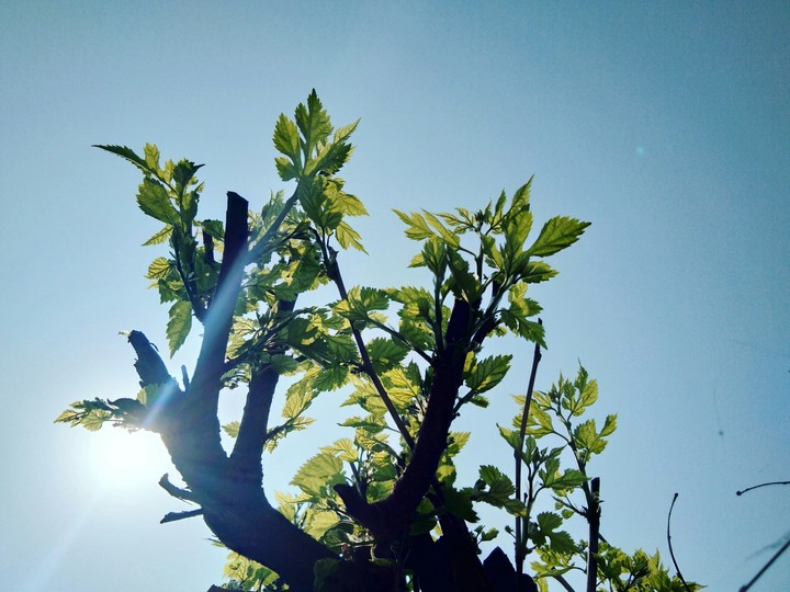 sunlight