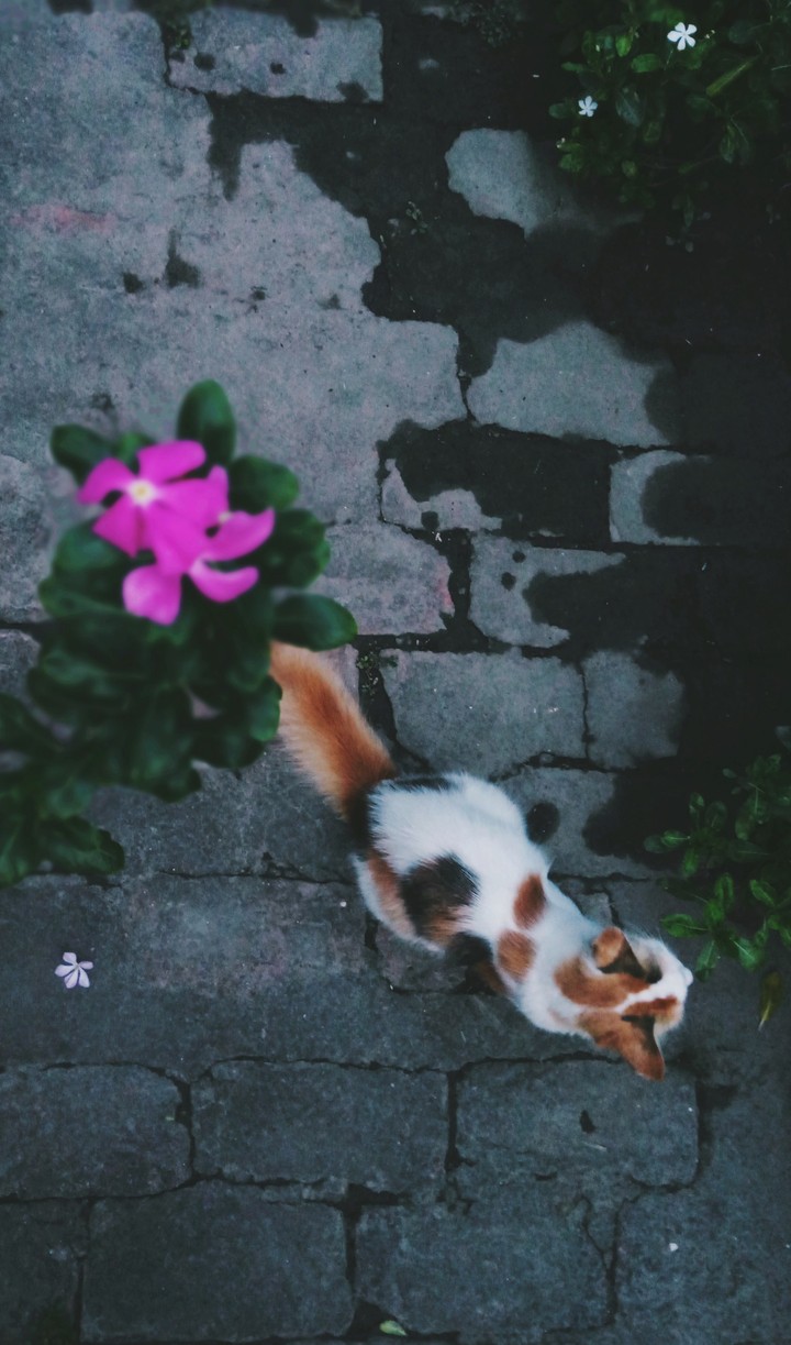 cat