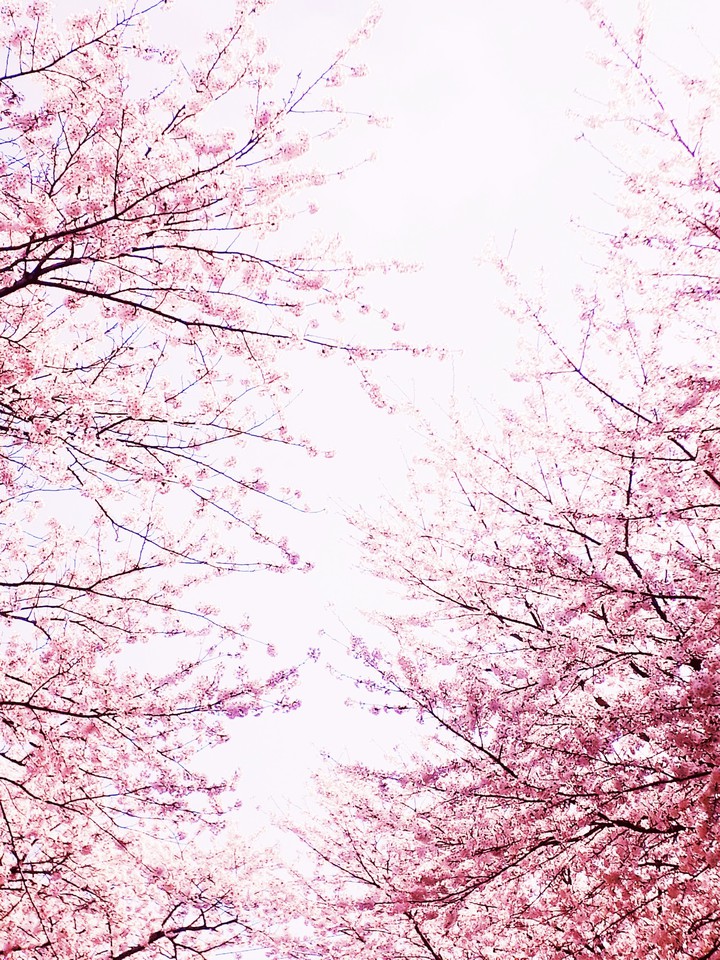 벛꽃
