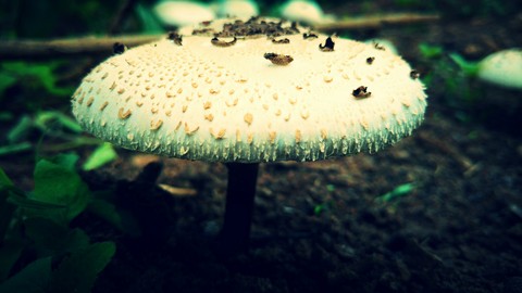 fungus, plantação Hintergrundbilder