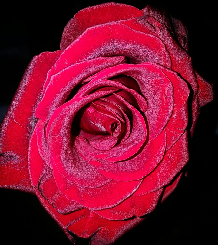 red rose