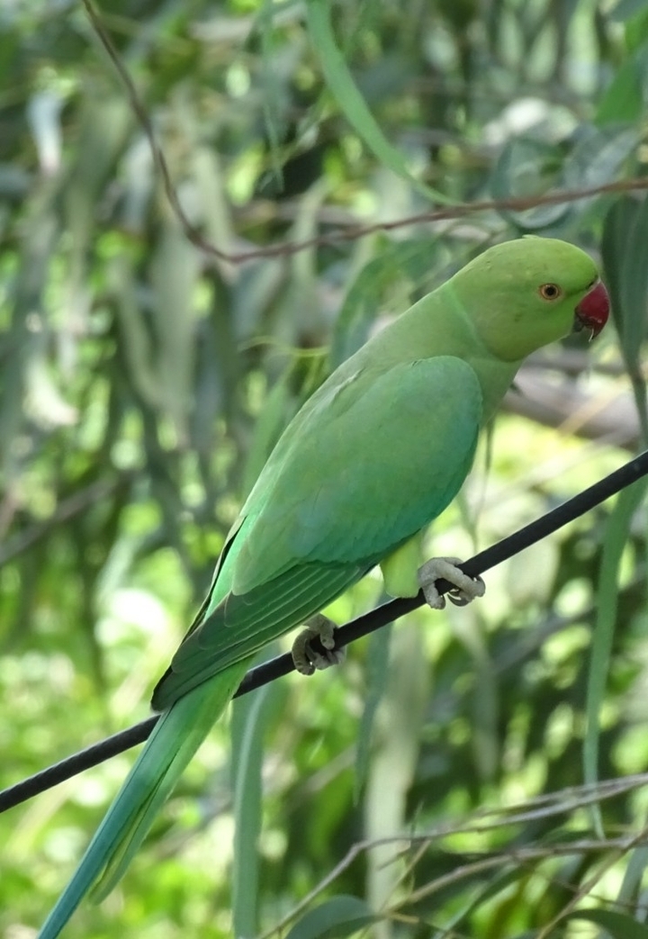 parrot