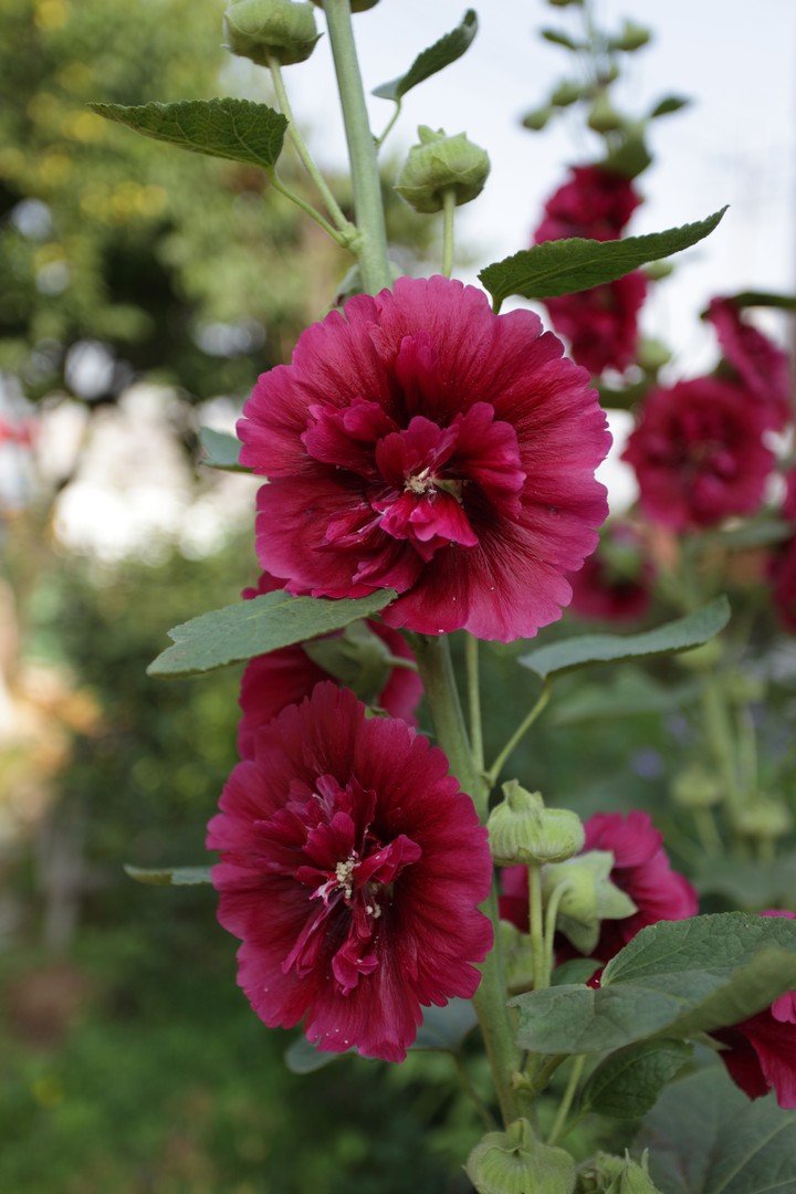 Plant