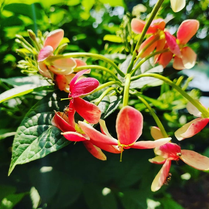 red flower