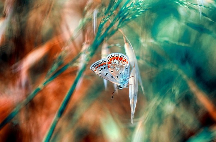 butterfly
