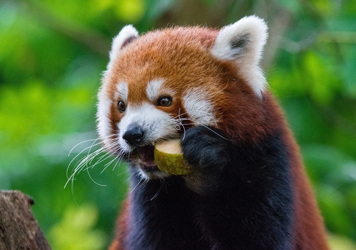 Red Panda Fiery Panda Food