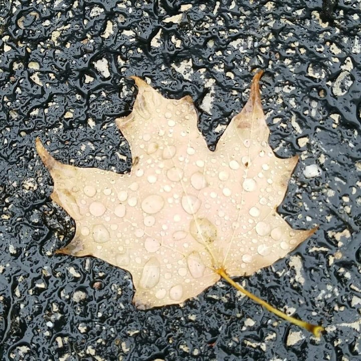 rain drops on leaf
