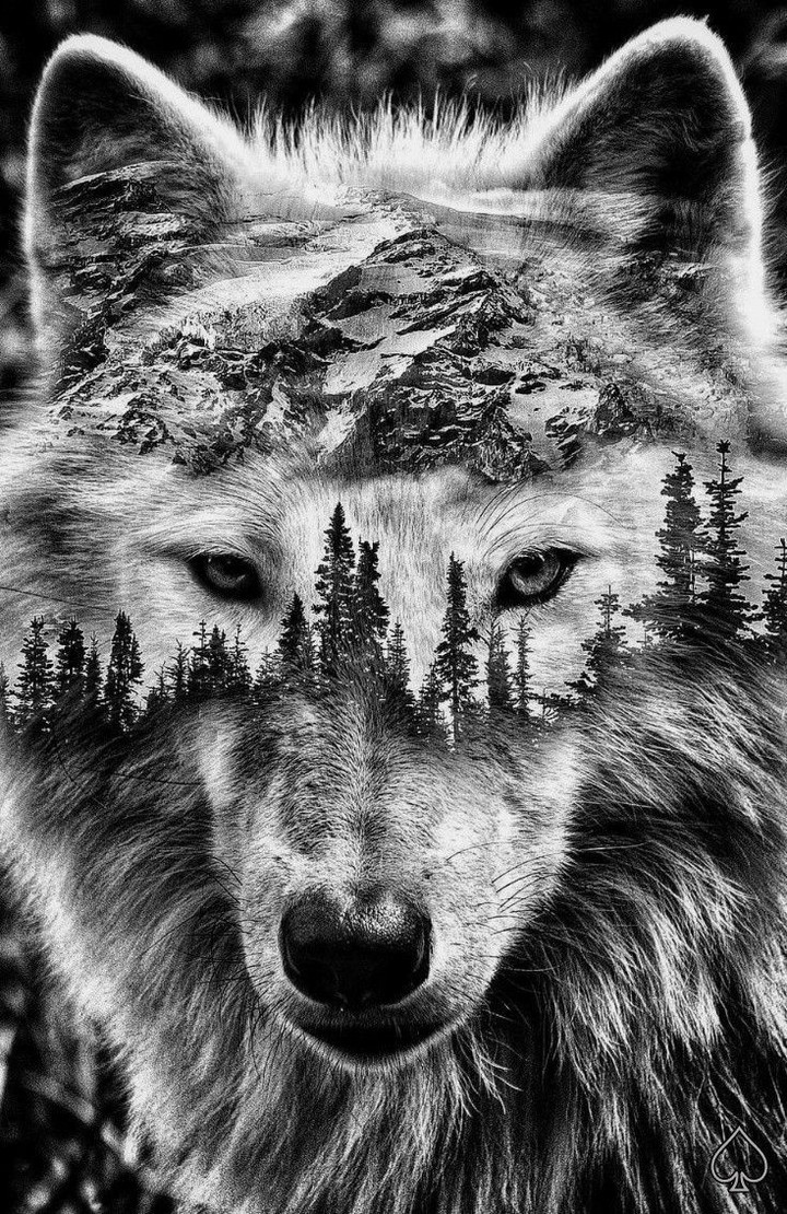? wolf
