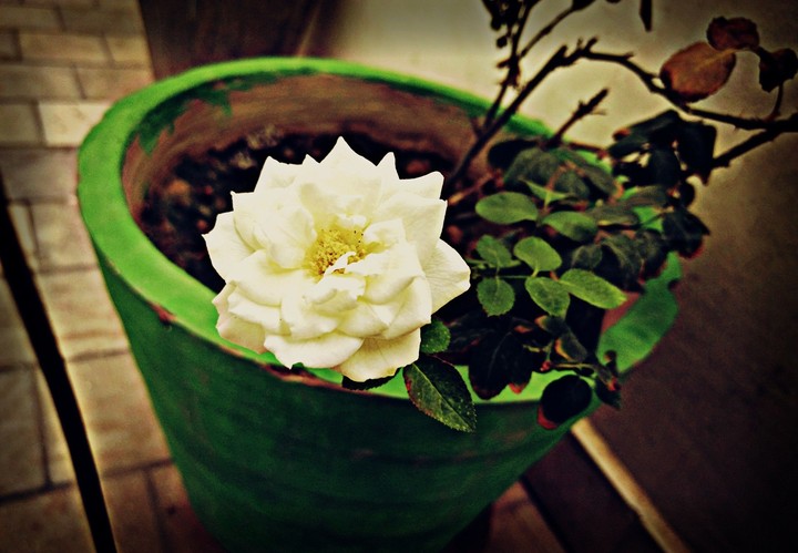 white Rose
