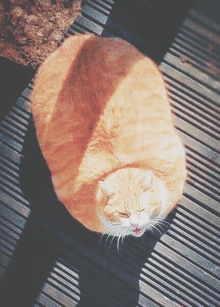 CAT_sama