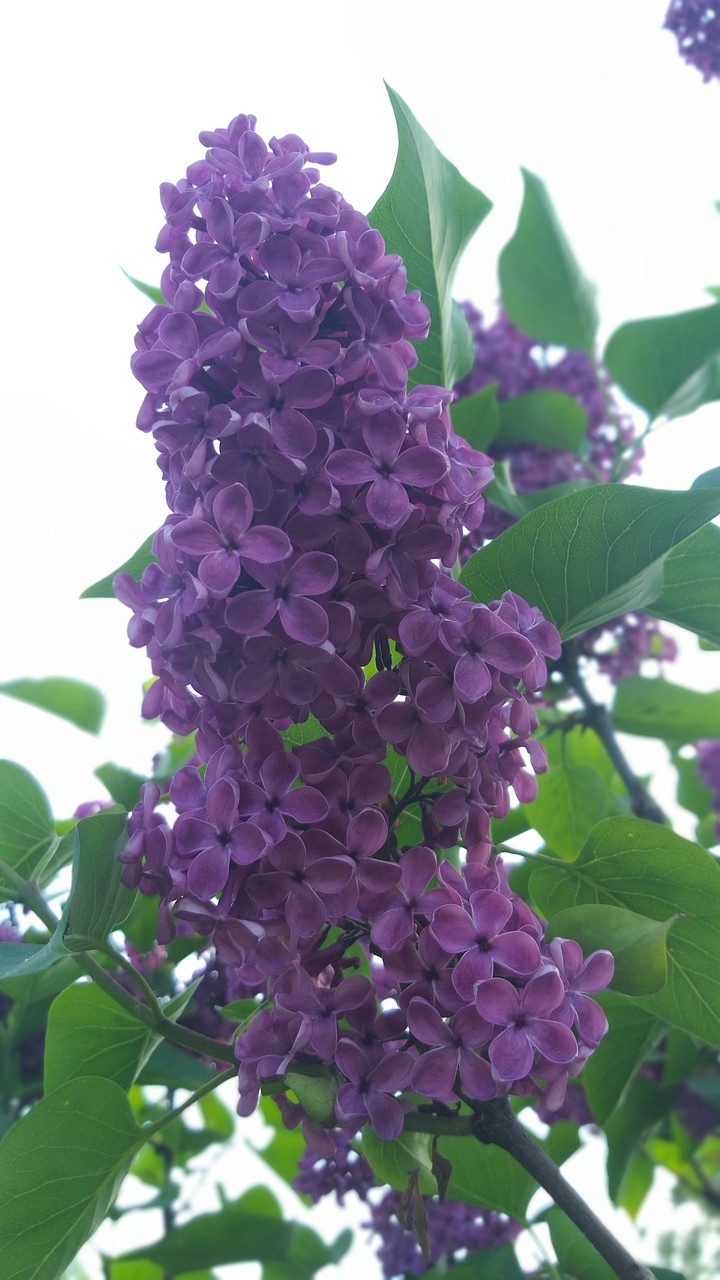 цветы