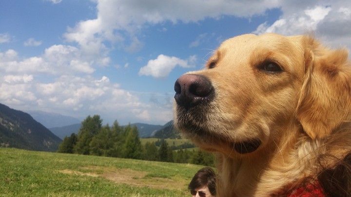 Golden Retriver Mia