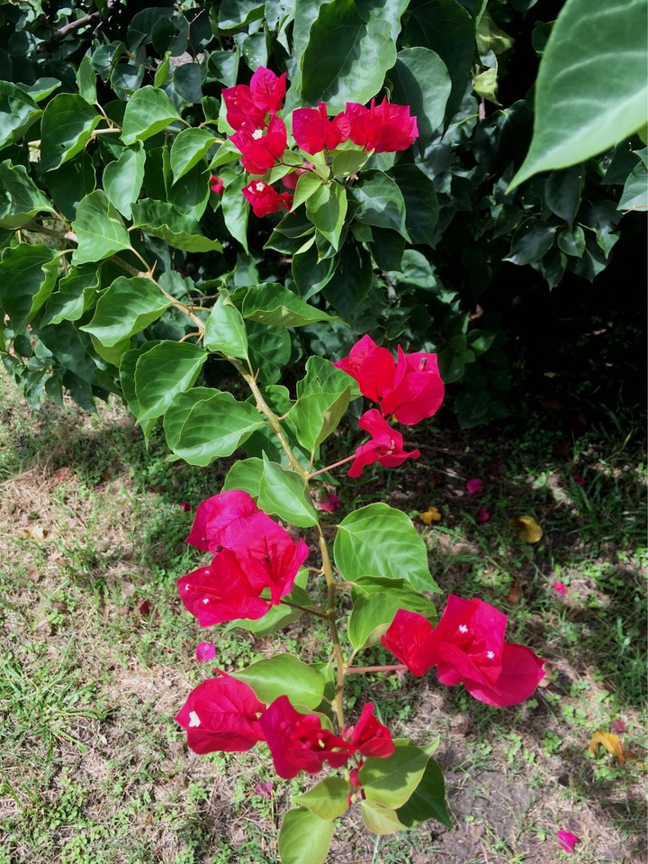 Flor - Flower