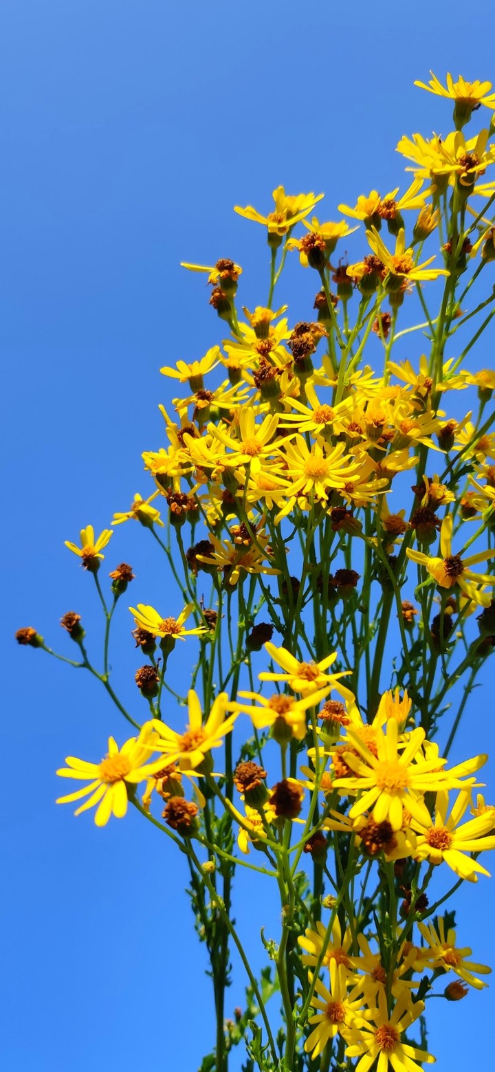 yellow flowers