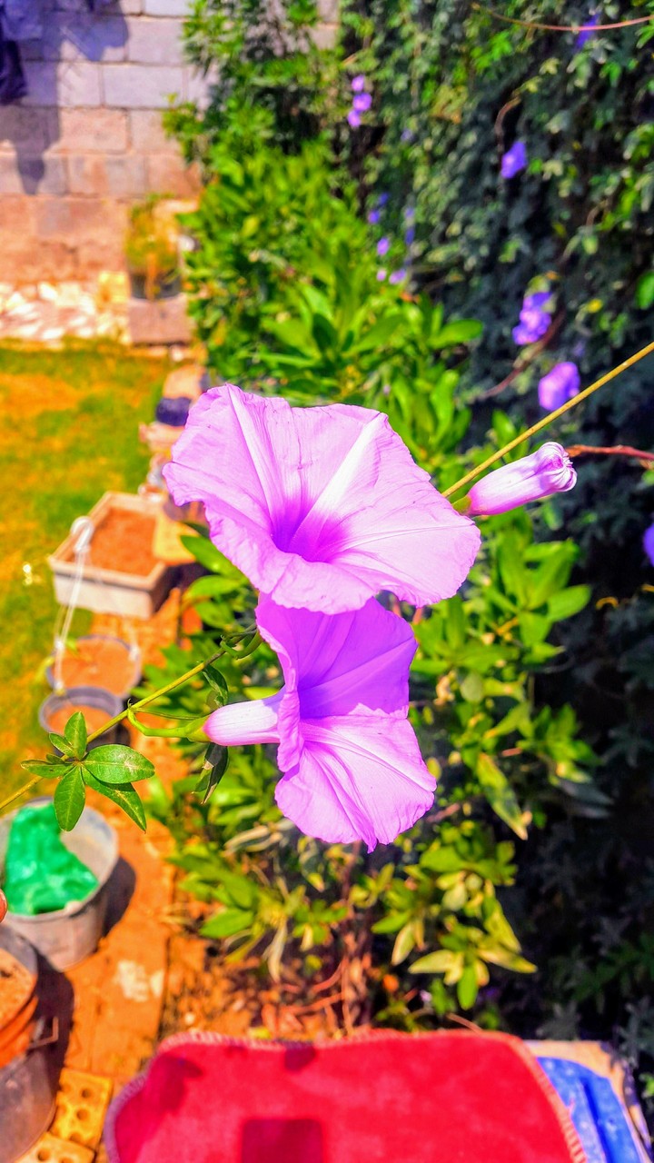 My garden
