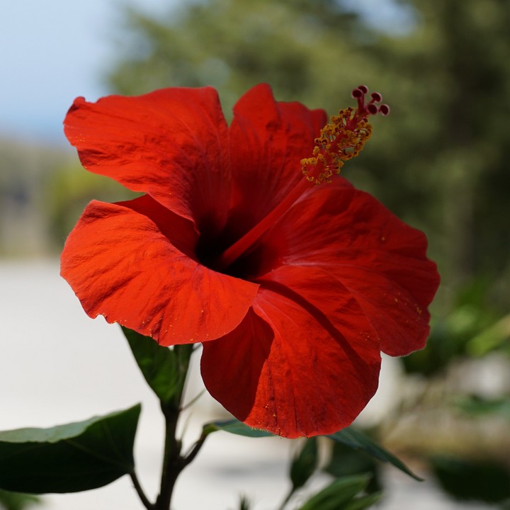 Flower from Rhodos