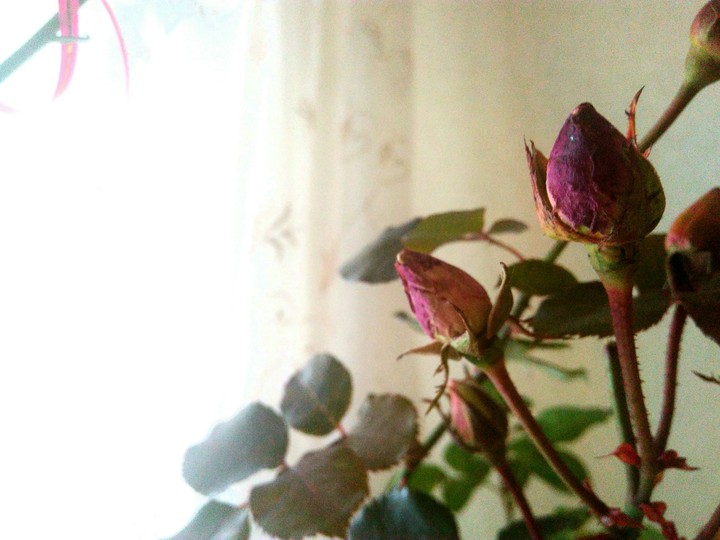 Rad rose