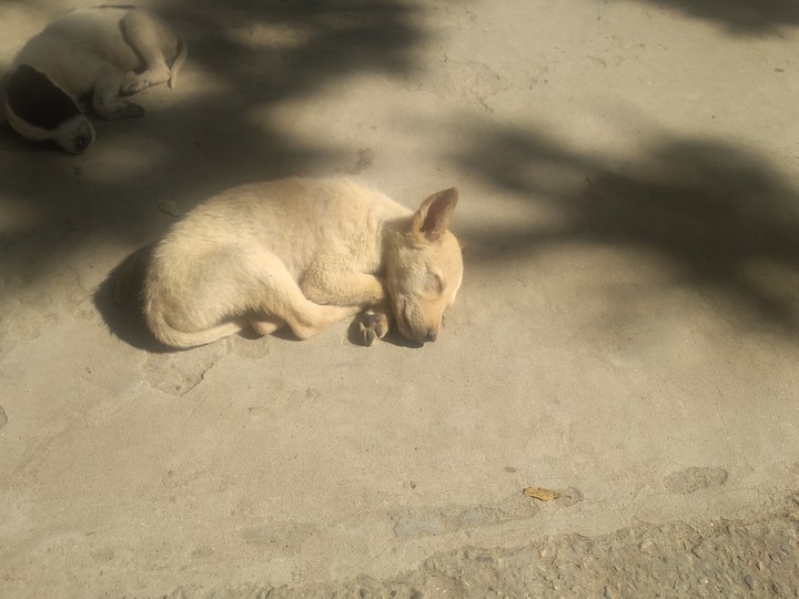 street dog ?