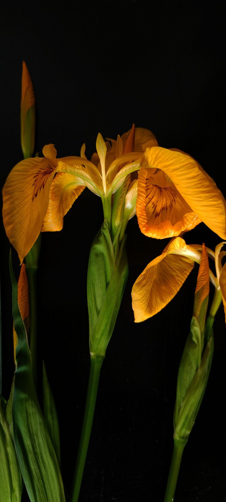 yellow irises