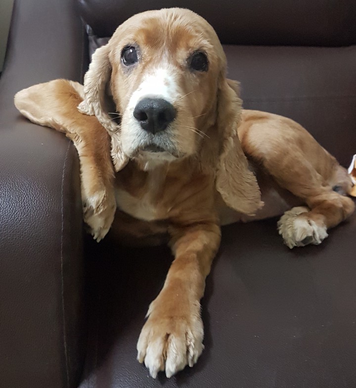Cocker Spaniel
