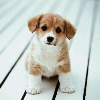 cute...