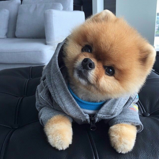 Собачка