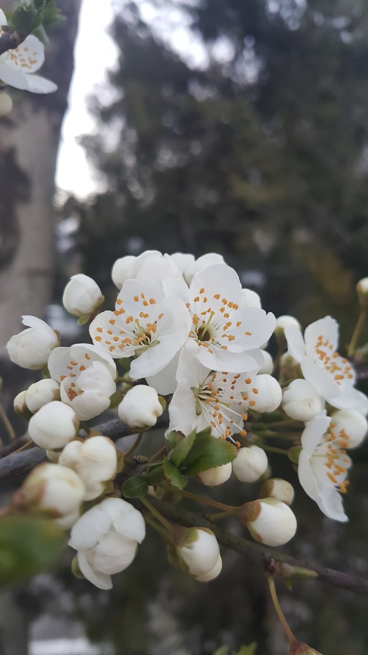White Blossom