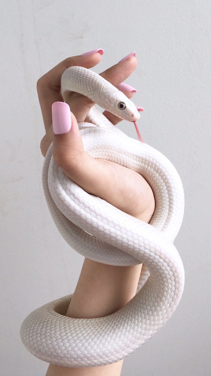 snake