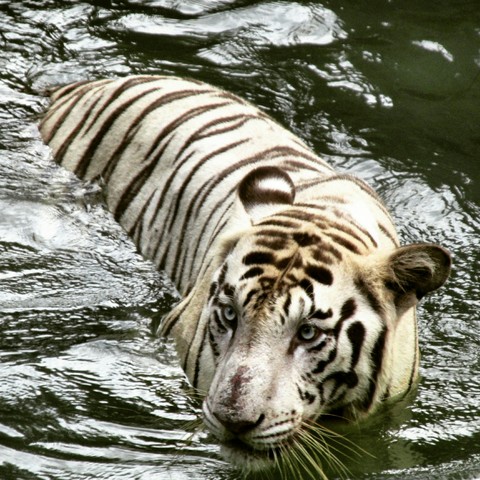 Chillig Tiger