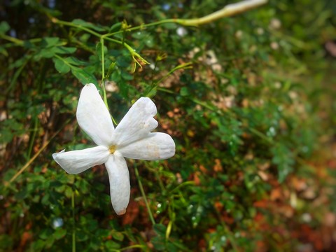 jasmine