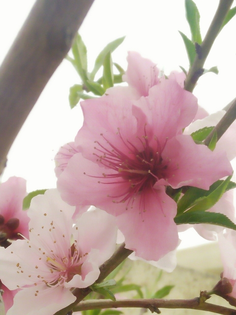 spring,