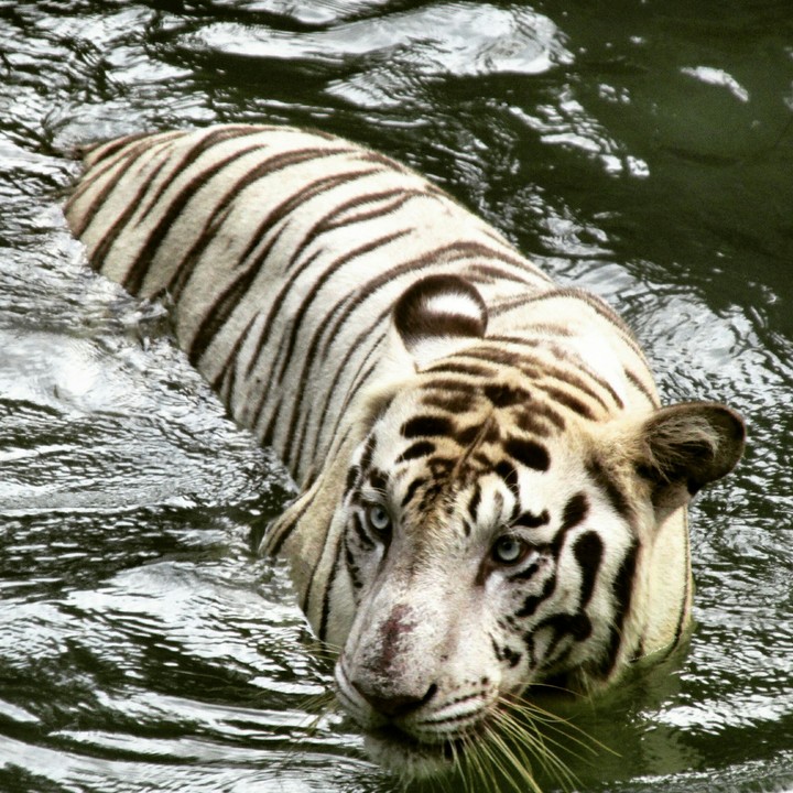 Chillig Tiger