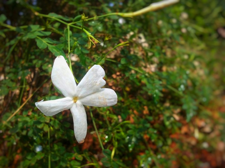 jasmine