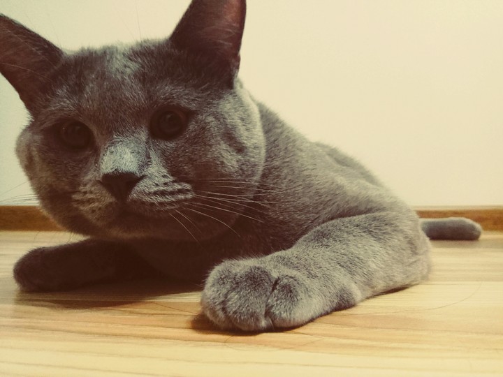 cat котик