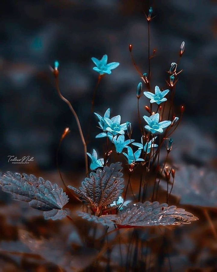 wallpapers_sah.spid