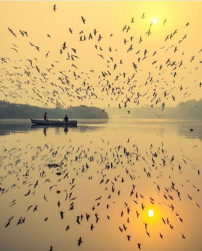 birds