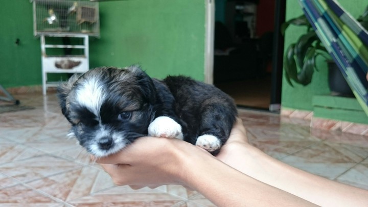 Dog