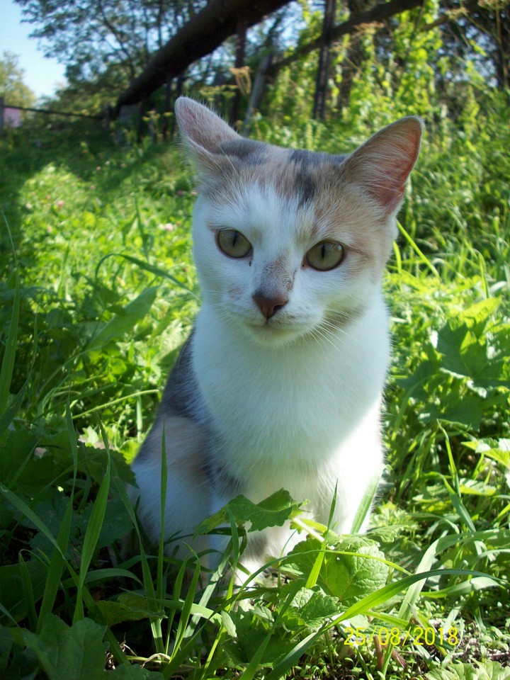 Кошка