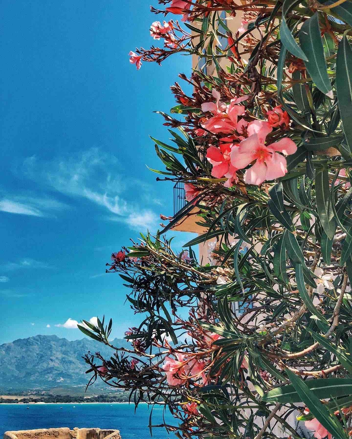 Corsica