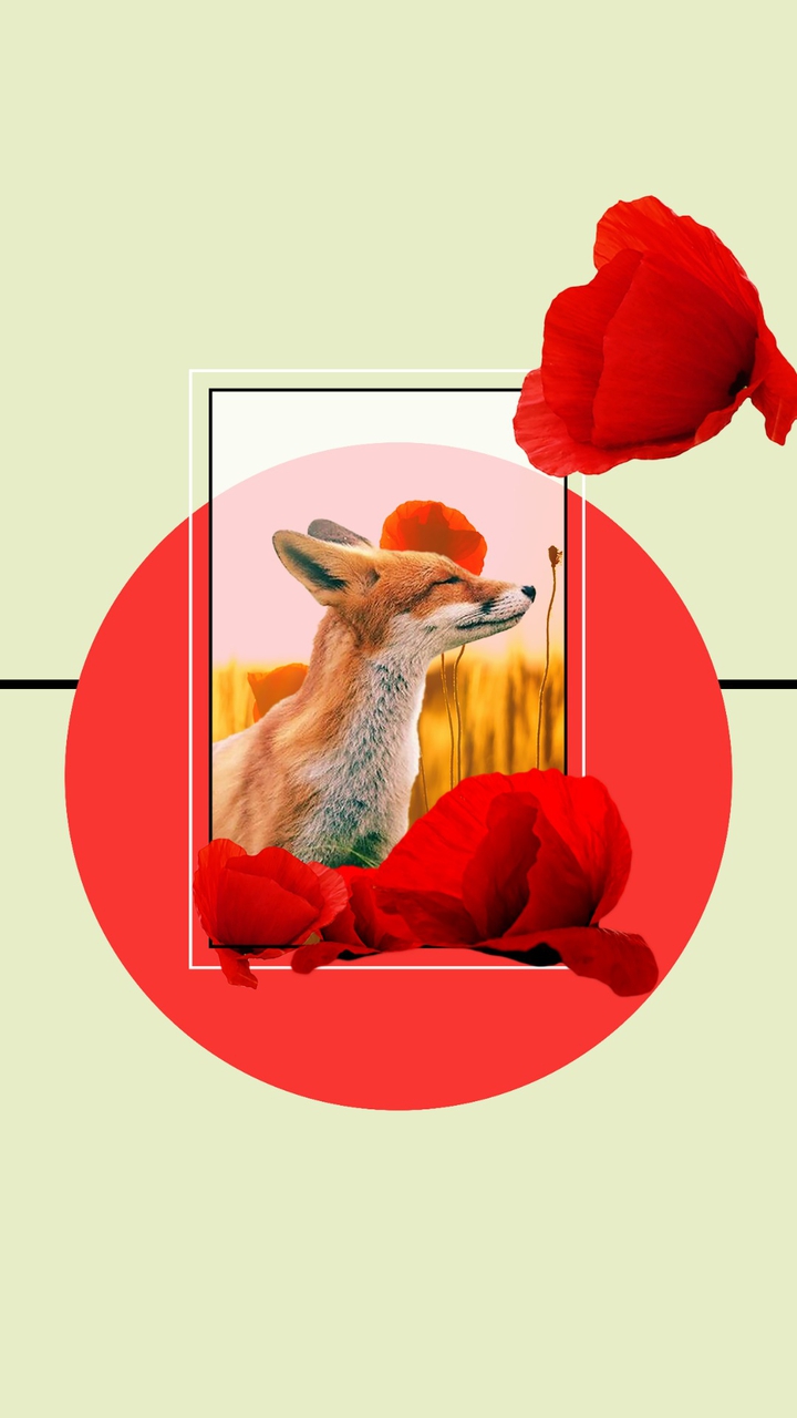 Poppy fox
