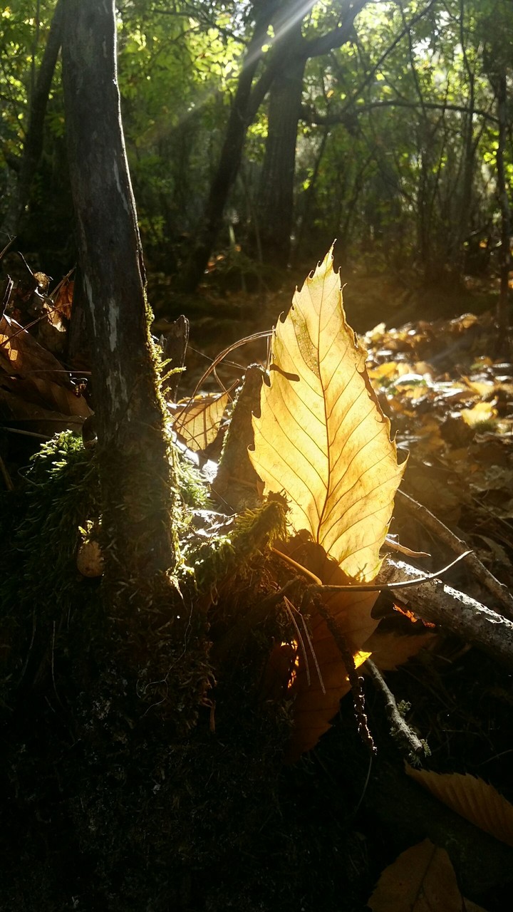 leaf lit by the sun