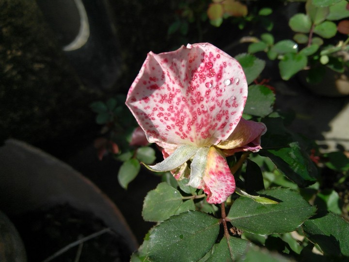 Old Rose