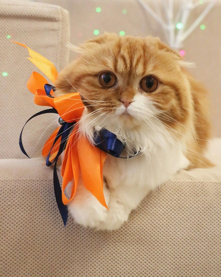 cat