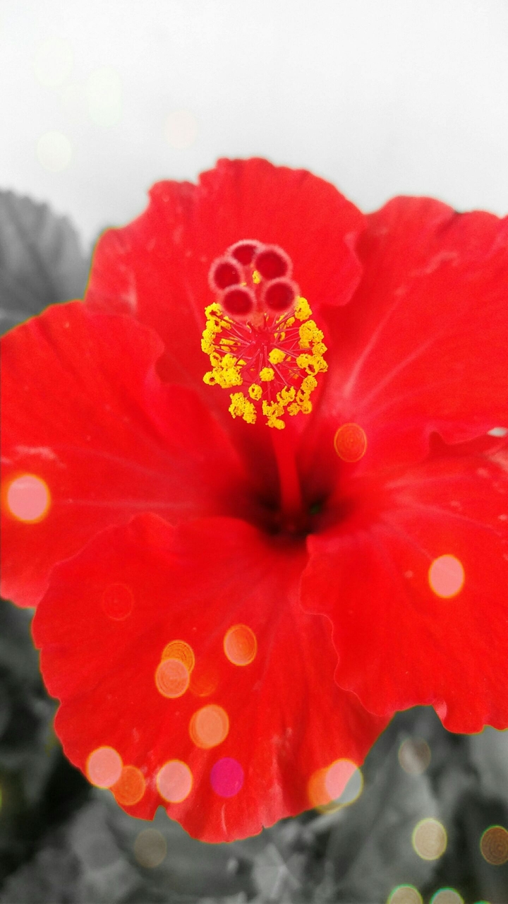 Hibiscus
