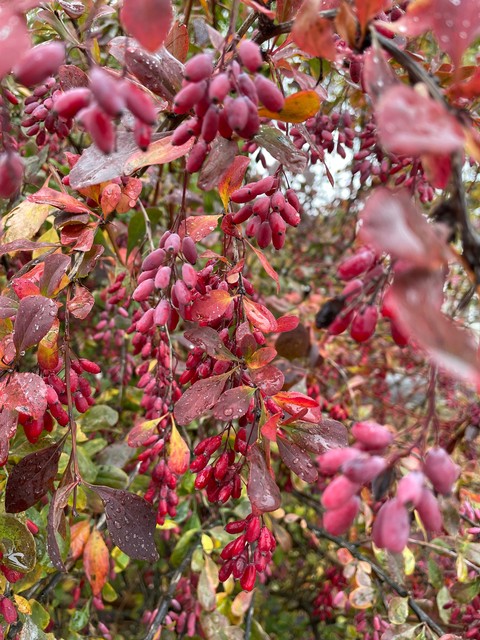 Berberidaceae, Barberry