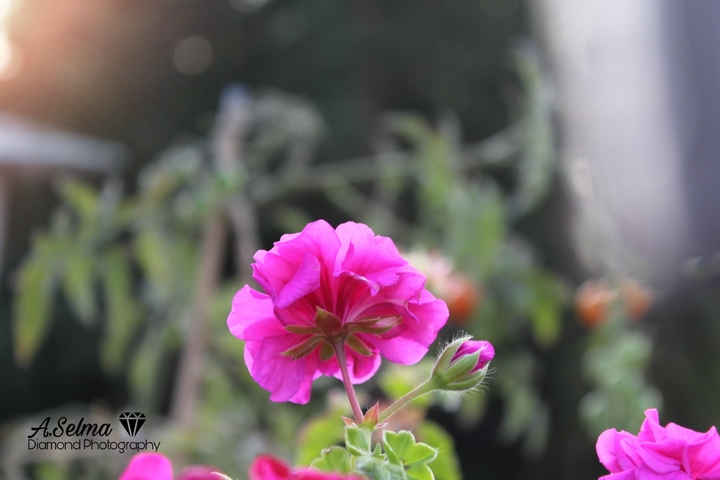 flower