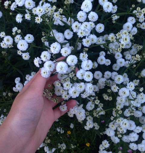 flowers