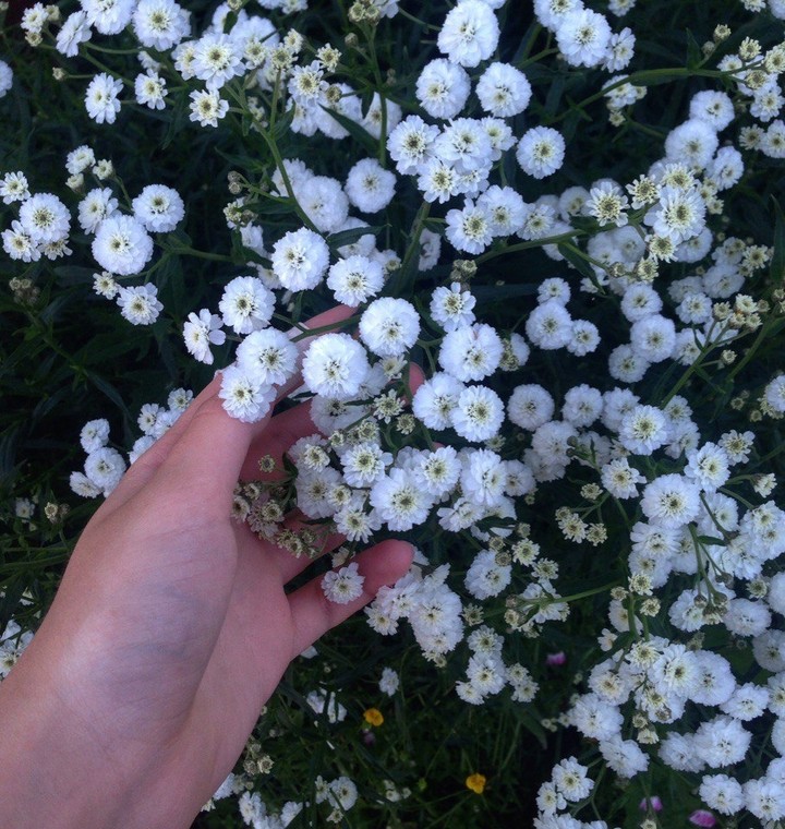 flowers