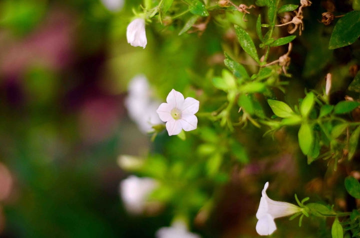 Lovely flowers