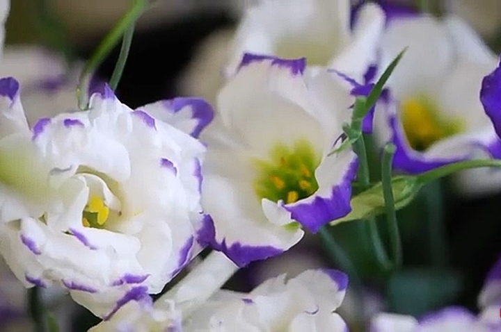flowers r